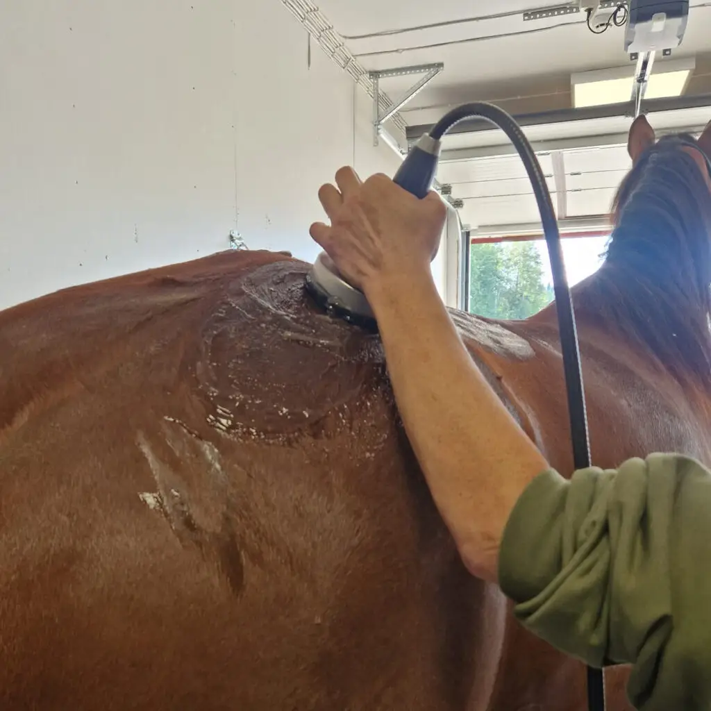 Kavio & Loiske. Shockwave-hoito hevoselle